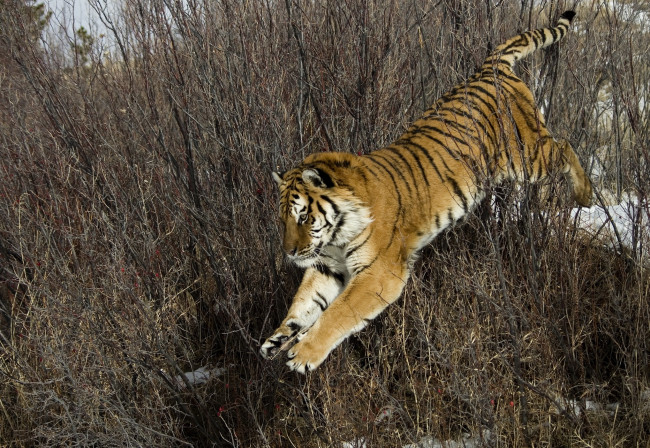 Обои картинки фото животные, тигры, хищник, прыжок