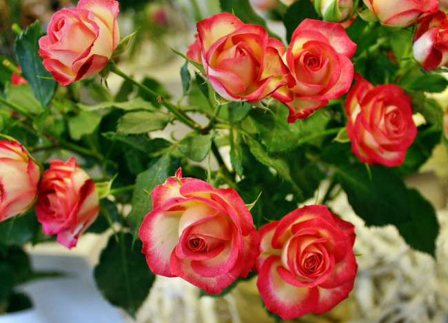 Обои картинки фото цветы, розы, розочки