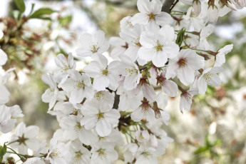 Картинка цветы сакура +вишня вишня ветка макро