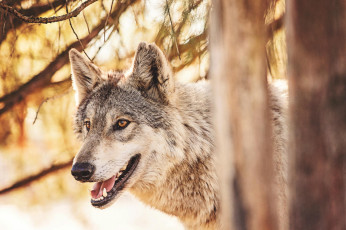 Картинка животные волки +койоты +шакалы хищник лес
