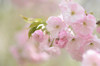 Картинка цветы сакура +вишня вишня нежность розовый