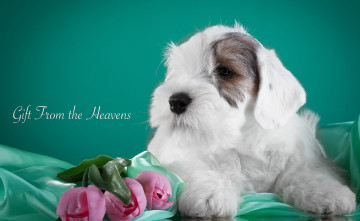Картинка животные собаки силихем-терьер щенок тюльпаны цветы ткань