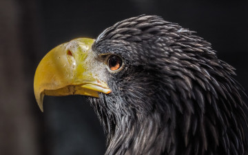 Картинка животные птицы+-+хищники орел