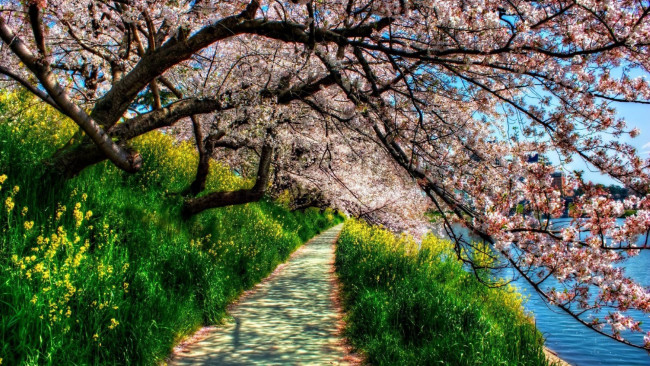 Обои картинки фото природа, дороги, озеро, дорожка, весна, трава, сад, деревья, цветение
