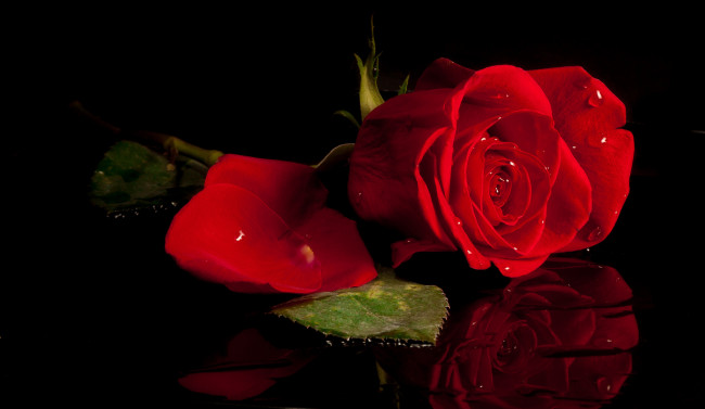 Обои картинки фото цветы, розы, капли, лепестки, красный, роза