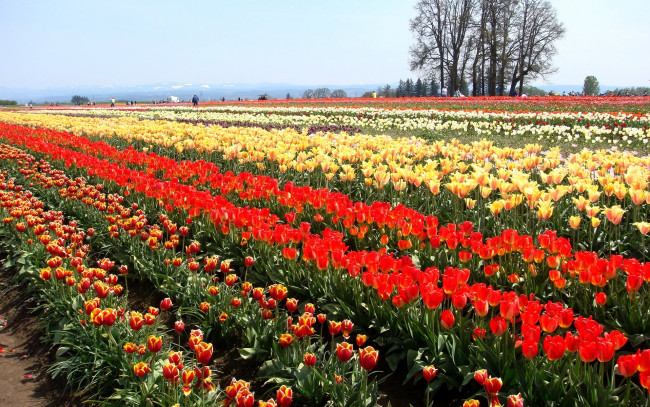Обои картинки фото цветы, тюльпаны, поле, ряды
