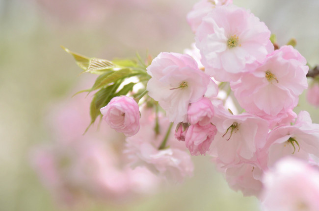 Обои картинки фото цветы, сакура,  вишня, вишня, нежность, розовый