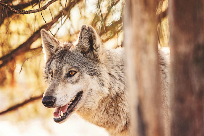 Обои картинки фото животные, волки,  койоты,  шакалы, хищник, лес