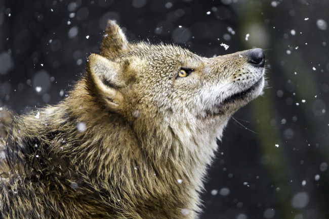 Обои картинки фото животные, волки,  койоты,  шакалы, волк, хищник, профиль, снег