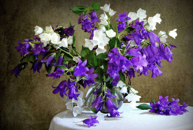 Обои картинки фото цветы, колокольчики, букет, белый, фиолетовый