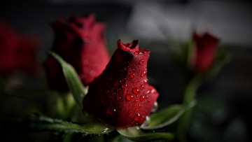 Картинка цветы розы бутон капли бордо