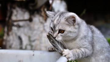 Картинка животные коты кошка перья