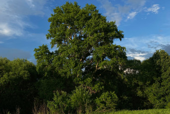 Картинка природа деревья тополь дерево лето зелень небо кустарники трава красота