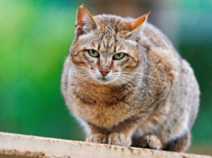 Картинка животные дикие кошки дикая кошка wildcat
