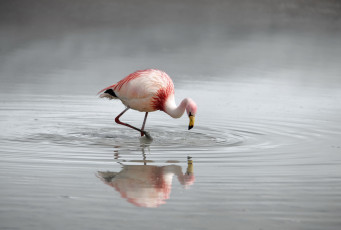 Картинка животные фламинго природа вода птица