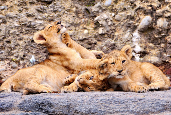 Картинка животные львы игра забавные львята