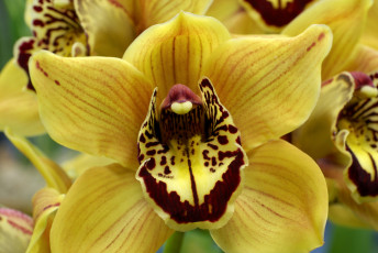 Картинка цветы орхидеи экзотика лепестки желтый