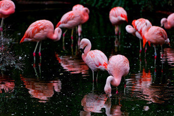 Картинка животные фламинго водоём птицы