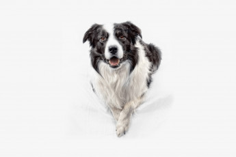 Картинка животные собаки бордер-колли