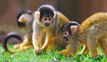 Картинка животные обезьяны беличьи саймири