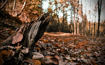 Картинка природа листья опавшие осенний лес обломок деревья пенёк