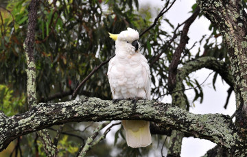 Картинка животные попугаи хохолок какаду белый