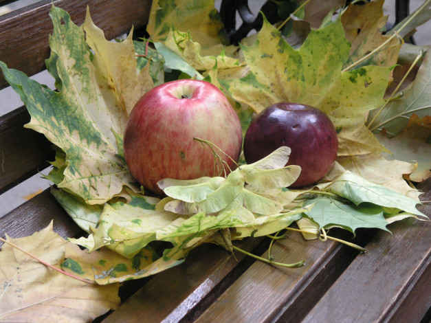 Обои картинки фото еда, Яблоки, осень, кленовые, листья, яблоки