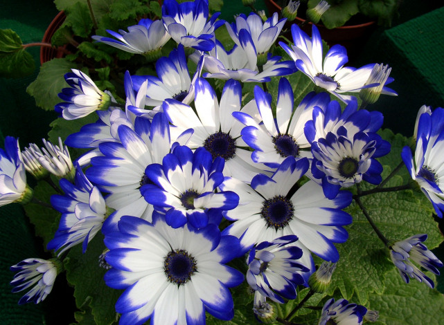 Обои картинки фото цветы, цинерария, бело-синий