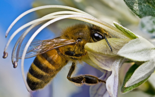 Обои картинки фото животные, пчелы, осы, шмели, цветок, пчела