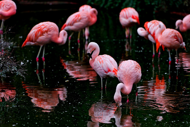 Обои картинки фото животные, фламинго, водоём, птицы