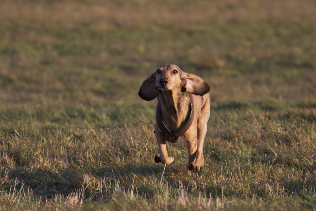 Обои картинки фото животные, собаки, собака, трава, настроение, поле, бег