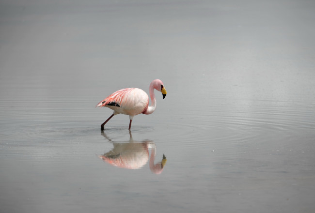 Обои картинки фото животные, фламинго, природа, птица, вода