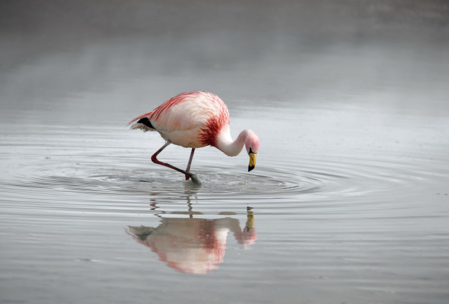 Обои картинки фото животные, фламинго, природа, вода, птица