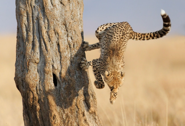 Обои картинки фото животные, гепарды, прыжок, дерево