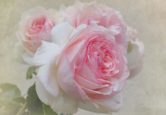 Картинка цветы розы винтаж розовый