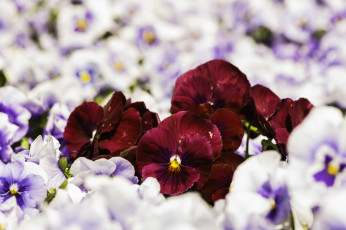 Картинка цветы анютины глазки садовые фиалки контраст виола