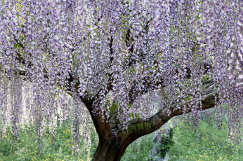 Картинка цветы глициния сиреневый ветки дерево
