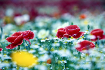 Картинка цветы луговые полевые маки ромашки