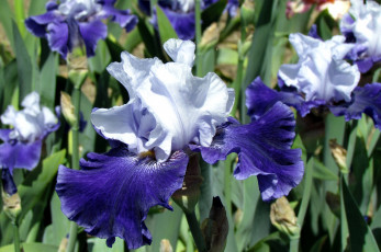 Картинка цветы ирисы касатик синий
