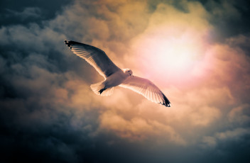 Картинка животные Чайки бакланы крачки крылья полет небо