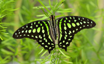 Картинка животные бабочки крылья яркий