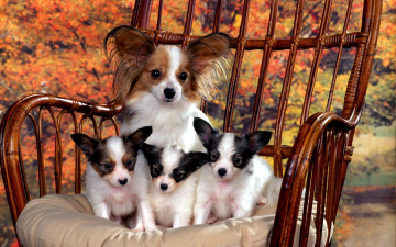 Картинка животные собаки осень кресло щенки