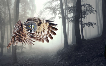 Картинка животные совы сова лес крылья полет туман деревья