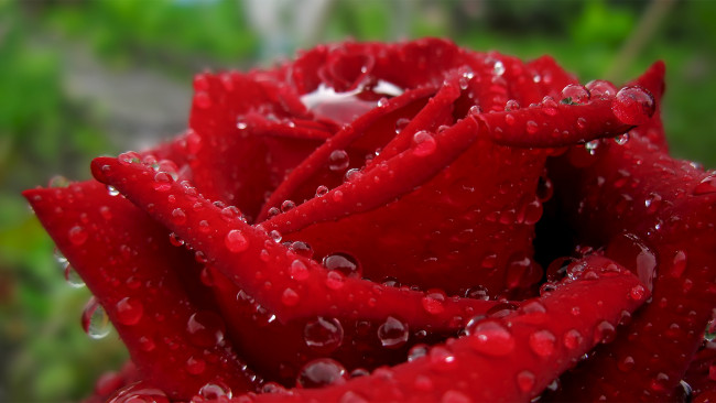 Обои картинки фото цветы, розы, бутон, макро, капли, красный
