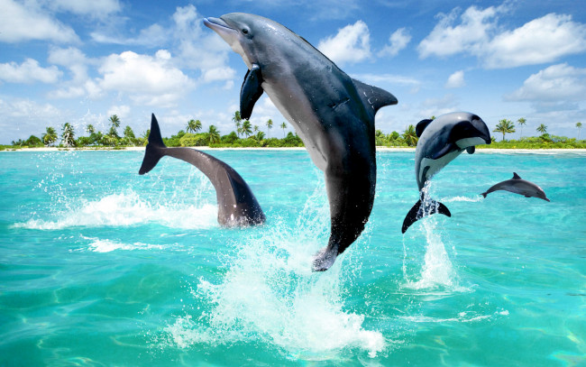 Обои картинки фото разное, компьютерный, дизайн, дельфины, брызги, пальмы, море