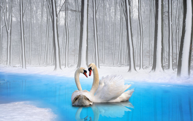 Обои картинки фото разное, компьютерный, дизайн, лебеди, озеро, лес, деревья, отражение, лед, снег, зима