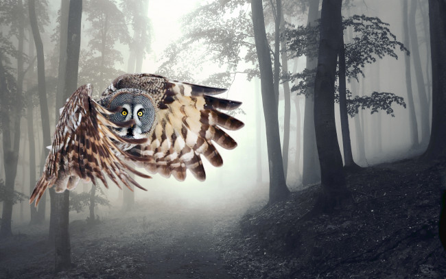 Обои картинки фото животные, совы, сова, лес, крылья, полет, туман, деревья