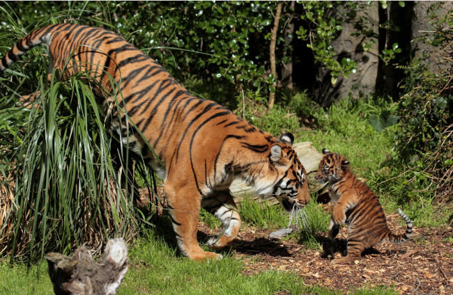 Обои картинки фото животные, тигры, малыш, игра, мама