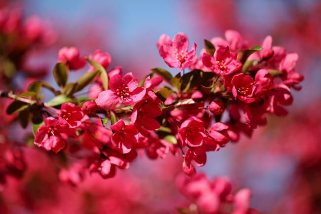 Обои картинки фото цветы, цветущие, деревья, кустарники, ветка, весна, розовый