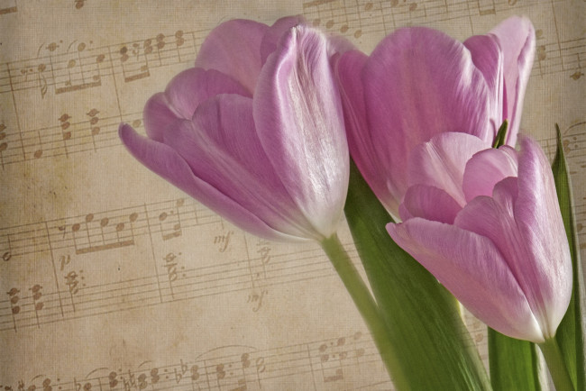 Обои картинки фото цветы, тюльпаны, ноты, розовый